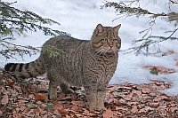 Wildkatze beobachtet Schnee