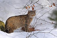 Wildkatze im Schnee stehend