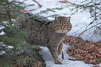 Wildkatze verharrend Schnee