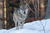 Wolf laufend von vorn