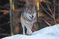 Wolf ueber Schnee laufend