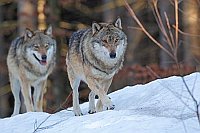 Wolf zwei Ex hintereinander