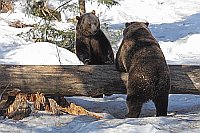 Braunbaeren Geplauder am Stamm
