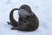 Fischotter im Schnee sitzend