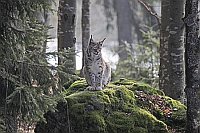 Luchs auf Felsen