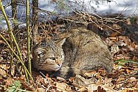 Wildkatze unter Buch liegend