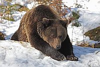 Braunbaer am Hang liegend