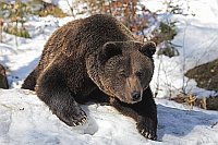 Braunbaer auf Huegel liegend