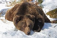 Braunbaer Bettvorleger