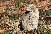 Wildkatze zurueck schauend