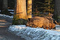 Wildschweine abends im Wald