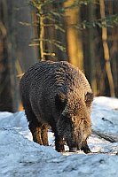Wildschwein im Schnee Abendlic