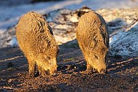 Wildschwein Junge im Abendlich