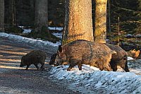 Wildschwein Rotte quert Waldwe