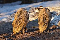 Wildschwein Ueberlaeufer im Sc