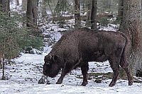 Wisent im Winterwald