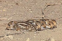 Frischlinge in Reihe liegend