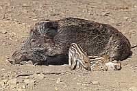 Wildschwein Bache 3 Frischling