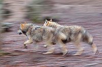 Wolf 2 im Lauf mitgezogen