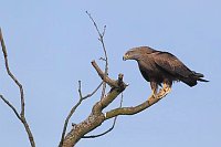 Schwarzmilan a trockenem Ast