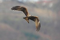 Schwarzmilan fliegend von vorn