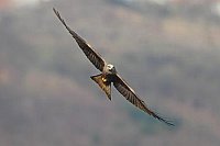 Schwarzmilan im Flug diagonal