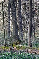 Hartholzaue im Fruehjahr HF