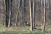 Hartholzauwald im Fruehjahr