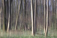 Hartholzwald Fruehjahr kunestl