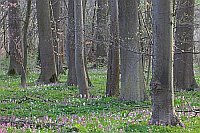 Hartholzwald im Fruehling