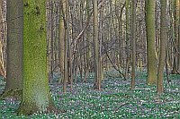 Hartholzwald mit Lerchensporn