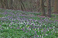 Lerchensporn Hohler am Hang