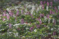 Lerchensporn Hohler violett