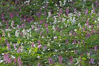 Lerchensporn Violett u Weiss