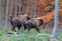Wisent 2 Bullen rennend