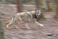 Wolf im Laufen Wischerbild