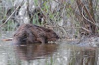 Biber am Havelufer