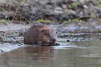 Biber am Ufer nagt am Ast