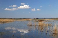 Feuchtgebiet bei Parey