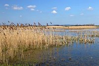 Feuchtwiesen bei Parey