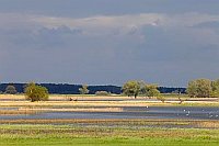 Havel ueberschwemmte Wiesen