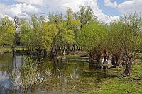 Weichholzaue bei Strohdehne