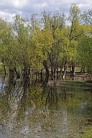 Weichholzaue Strohdehne HF