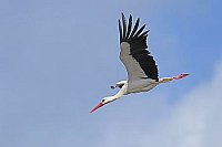 Weissstorch im Abwaertsflug