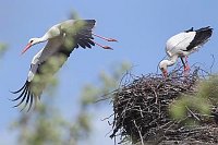 Weissstorch Paar 1 startend