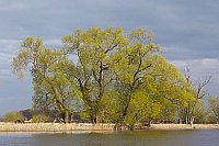 Weidengruppe am Havelufer