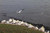 Basstoelpel Kolonie Helgoland
