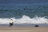 Eiderenten Erpel vor Gischt