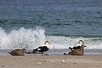 Eiderente Erpel im Flug