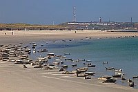 Helgoland Duenenstrand Robben